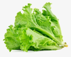 Lettuce Sandwich Butterhead Lettuce Vegetable Salad - Transparent Lettuce #980081