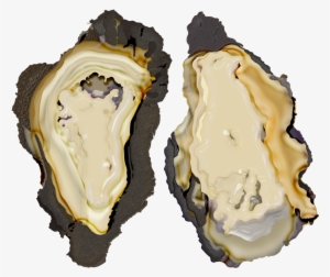 Oyster Mergedd #980230