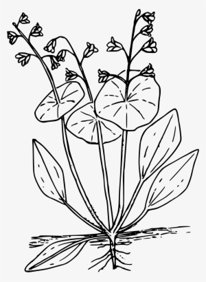 This Free Icons Png Design Of Miner's Lettuce #980285