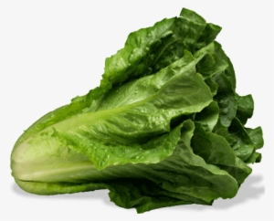 Romaine Lettuce - Lechuga Organica Png #980311