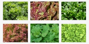 Laitue À Couper Red Salad Bowl Bio #980548