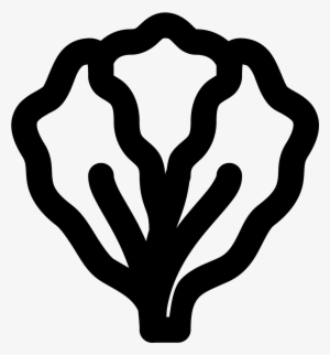 The Image Is An Outline Of A Single Head Of Lettuce - Illustration #980755