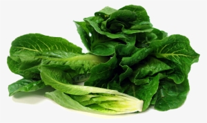 Romaine Lettuce Transparent Image - Romaine Lettuce Png #980826