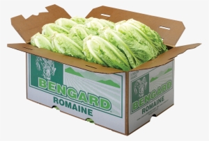 Romaine Lettuce - Bengard Ranch, Inc. #980845