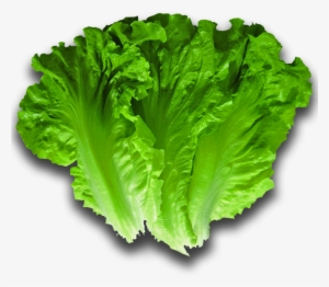 Romaine Lettuce - Lettuce #980974