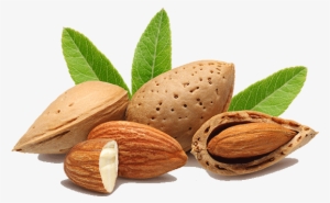 Almond - Thesoapery Sweet Almond Oil - 1 Litre Cosmetic Grade #983446