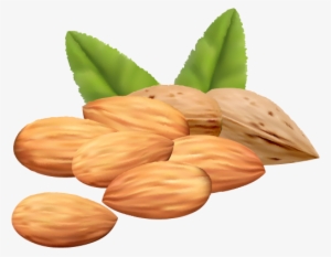 Almond Png Clipart Image - Nuts Vector Png #983553