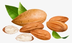 Almond Png Transparent Free Images - Almonds Clipart #983701