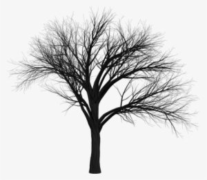 Tree Branch Empty Isolated Black Spooky Ha - Black Tree Hd Png #983852