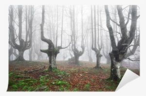 Paisajes De Bosques Tenebrosos #984059