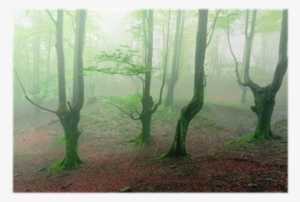 Forest #984122