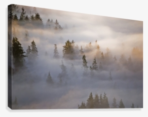 Fog Fills The Forest #984348