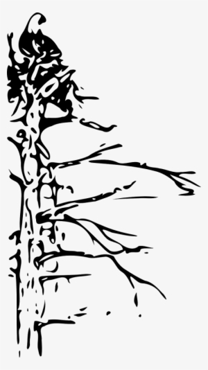 Eagle In A Tree Clipart Black And White #984386