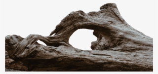 Log, Tribe, Tree, Wood, Morsch - Tree Wood Png Hd #984504
