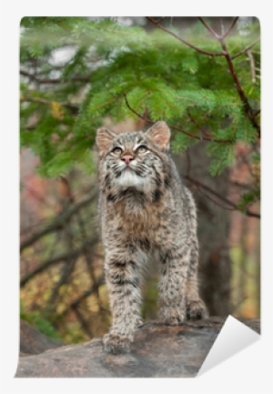 Bobcat Kitten Looks Up From Atop Log Wall Mural • Pixers® - Snow Leopard #984640