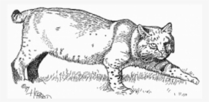 Domestic Short-haired Cat #984998