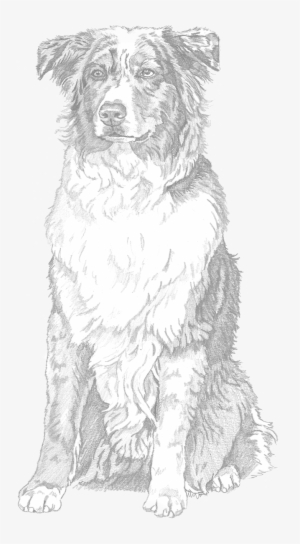 "the Eyes Of North America - Dog #985002