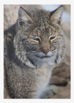 Lynxes #985373