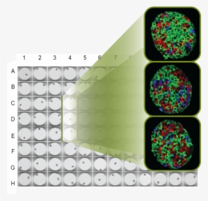 Stop Hand Picking Islets And Substantially Reduce Assay - Insphero Microtissues #987483
