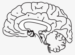 58294main The - Brain - In - Space Page 157 Brain Clipart - Habenula Depression #987895