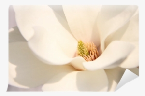Go To Image - Windflower #988555