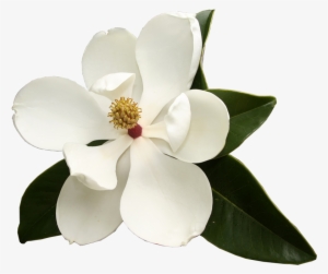 Southern Magnolia Virginia Sweetspire Flower Garden - Magnolia Flower Png #988755