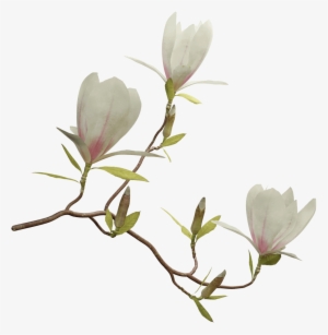 Saucer Magnolia - Magnolia Png #988779