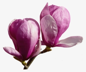 Tube De Fleurs De Magnolia - Fleur Corse Dessin Png #988796