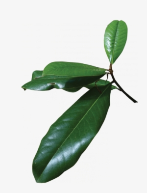 Magnolia Tree Leaf Png #988847