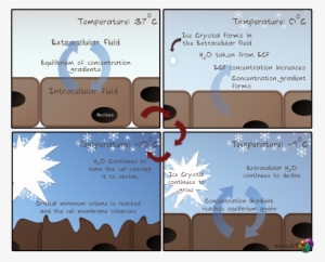Osmotic Shock - Osmotic Shock Cell Disruption #988932