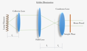 Köhler Illumination-light From A Single Point On The - Kohler Illumination Spot Size #988967