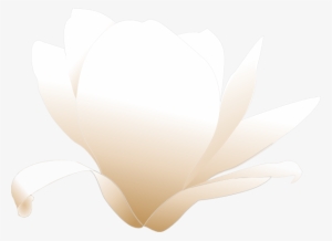 How To Set Use White Magnolia Clipart #989015