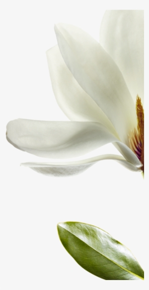 We Have Selected Magnolia That Is Native To Southwest - Windflower #989044