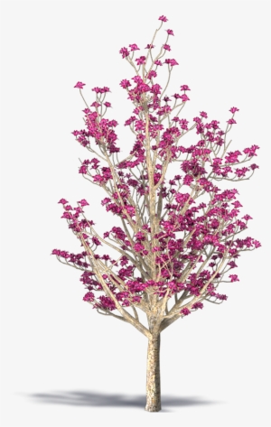 Chinese Magnolia #989100