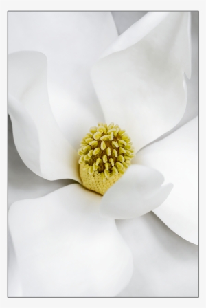 Magnolia - Buttercup #989105