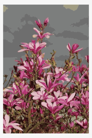 This Free Icons Png Design Of Magnolia Liliiflora 2015 #989216
