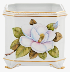 More Views - Magnolia #989357