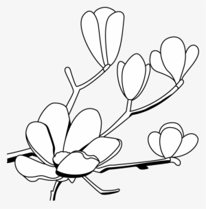 Magnolia Flower Clip Art - こぶし の 花 イラスト #989375