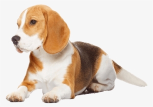 Beagle Transparent Image - Beagle Dog Isolated On White Background - Rectangl #989547