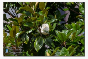 Victoria Magnolia Tree - Gardenia #989565