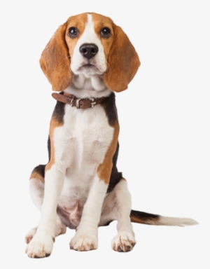 Beagle - Beagle With No Background #989566