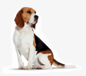 Beagles Are Little Athletes With Lots Of Stamina And - Dog #989591