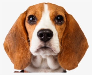 El Beagle - Beagle Dog Png #989647