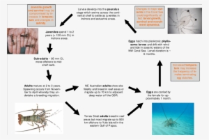 Generalised Life Cycle Of The Ornate Rock Lobster, - Rock Lobster Life Cycle #989709