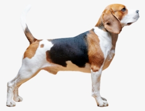 Beagle - Online Shopping #989905