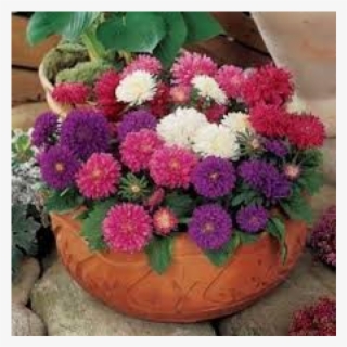 Aster- Annual Pot & Patio Mix Flower Seeds #9801530