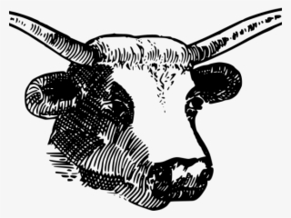 Bulls Clipart Bull Horn - Long Horns Drawing #9802145