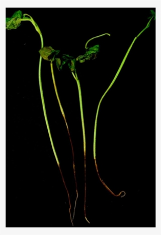 Seedlings Infected With R - Crinum #9803127