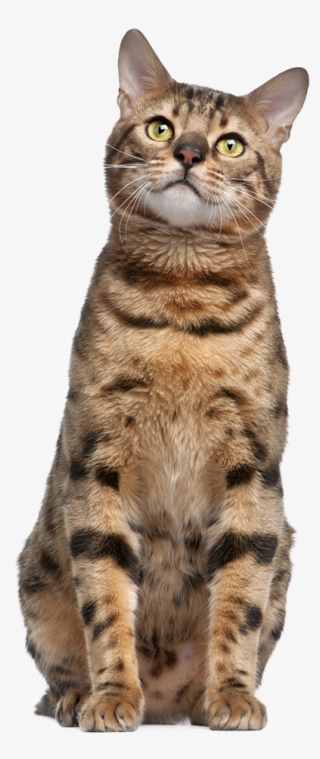 Bigstock Bengal Cat Year Old In Fro 14518970 - Cat Sitting Transparent #9804258