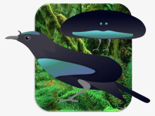 Bird Of Paradise Clipart Superb - Illustration #9808572